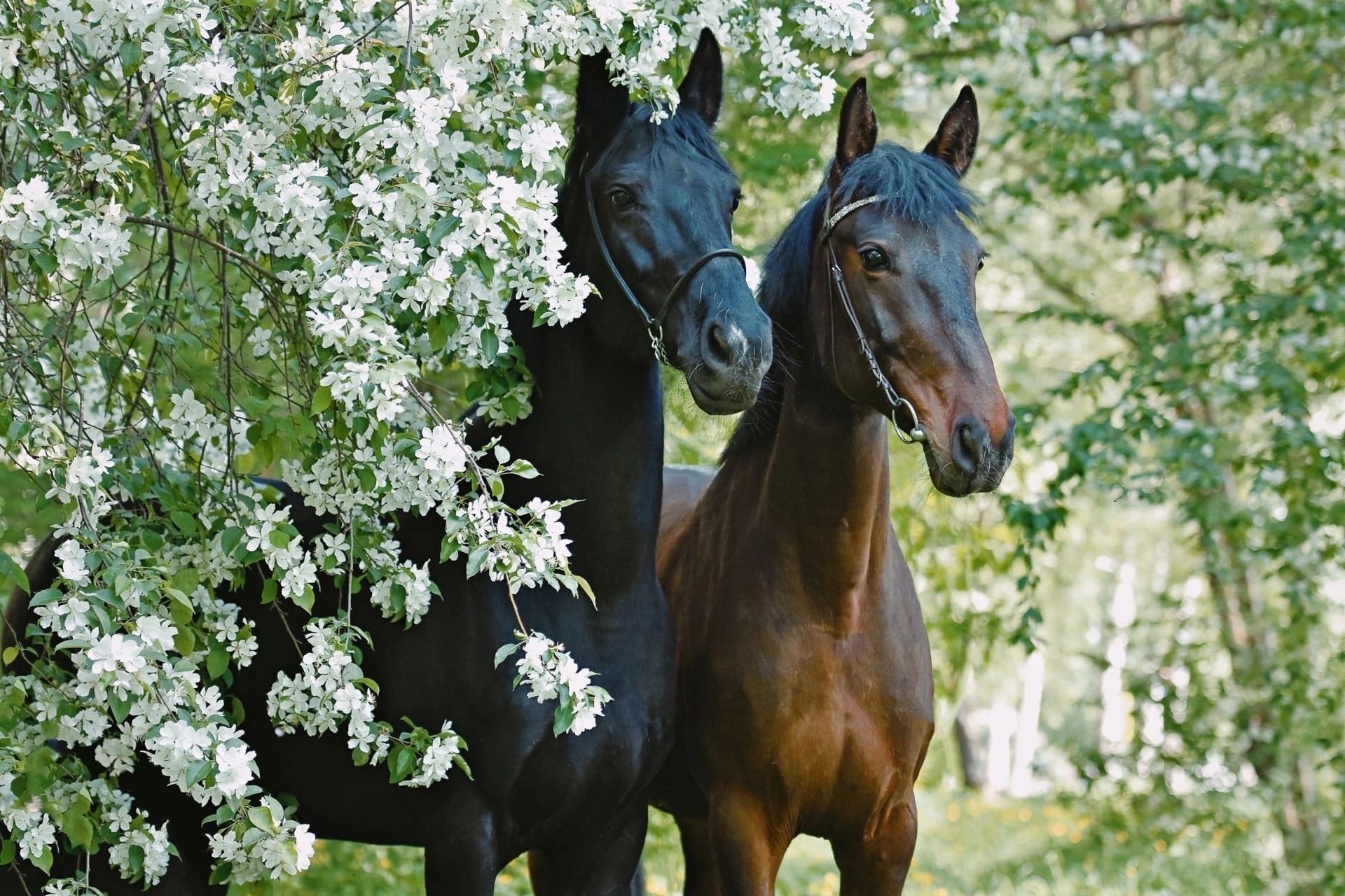 Аренда лошади для фотосессии